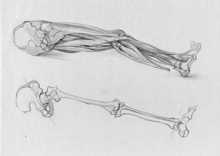 Anatomia_láb_2004.jpg